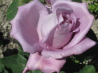 0000006501.jpg