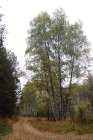 Лес 0000006447.jpg